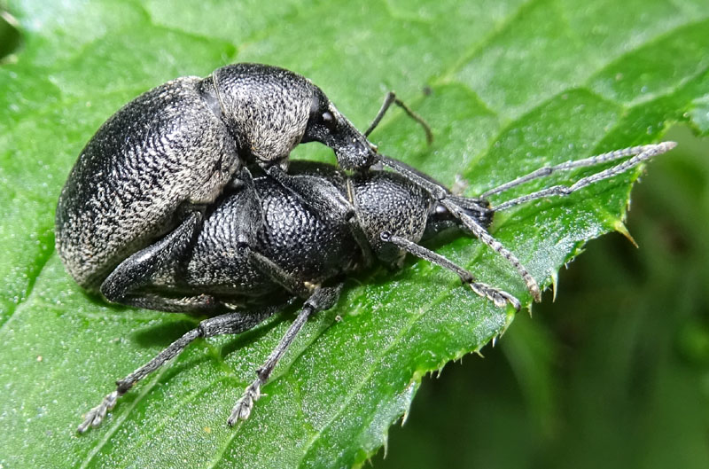 accoppiamento di Curculionidae: Otiorhynchus fortis